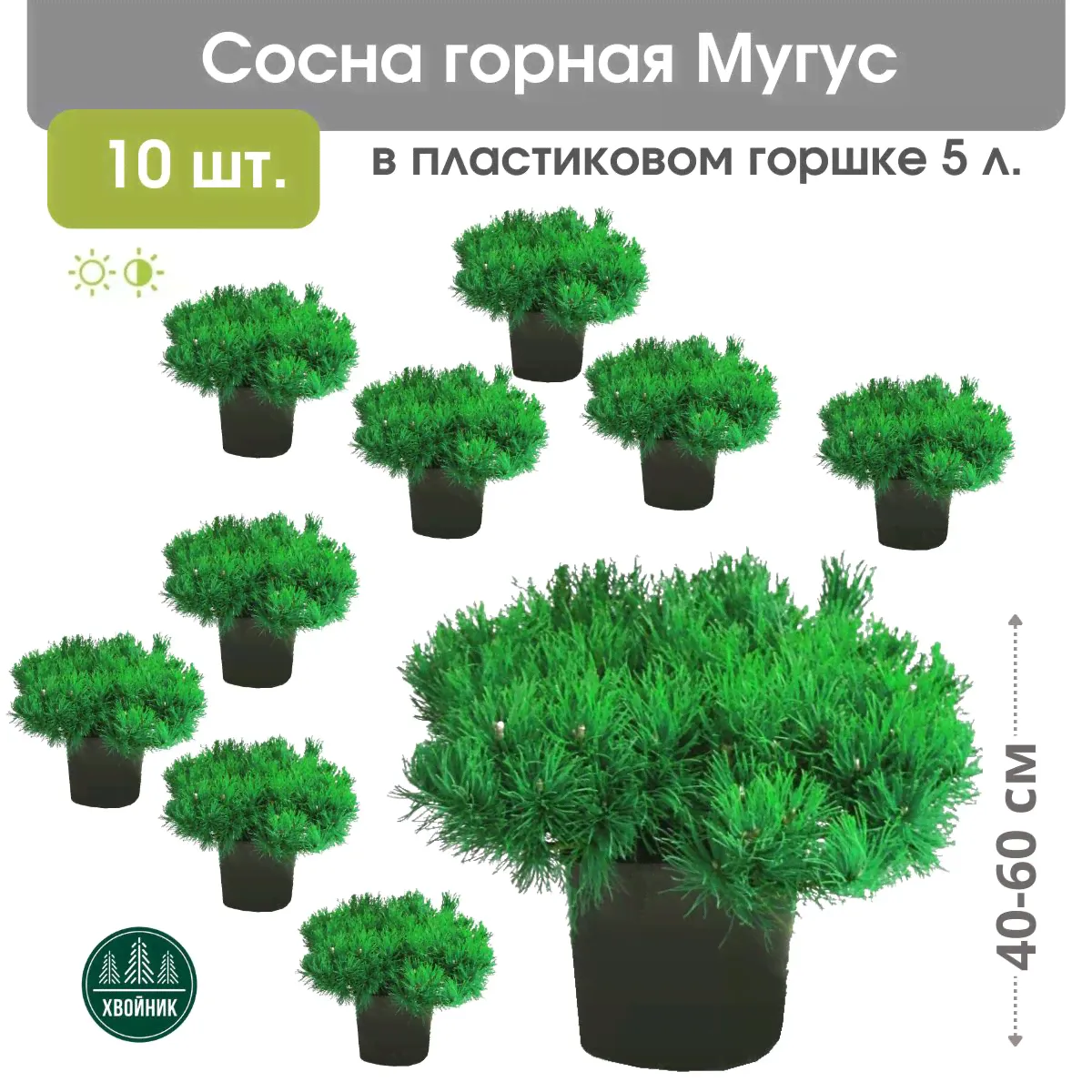 Сосна горная Мугус 40-60 см в пластиковом горшке 5 л, саженец, хвойное живое растение, комплект из 10 шт