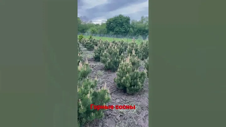 Сосна горная Мопс и сосна горная Гном