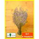 амбала горная мята