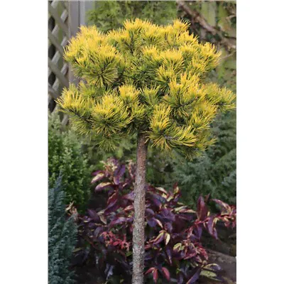 Pinus mugo Сосна горная Carsten's Wintergold (syn. Carsten) C5 Ра75-0