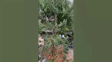 Pinus sylvestris Glauca 💚🌲💚 #хвоя #хвойныйсад #хвойные #хвойныерастения #сад #пруд #сосны #pinus