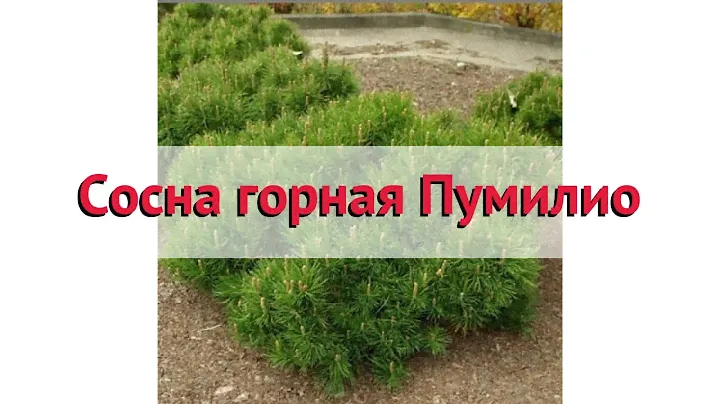 Сосна горная Пумилио 🌿 Обзор: посадка и уход. крупномеры сосны Пумилио: описание и особенности