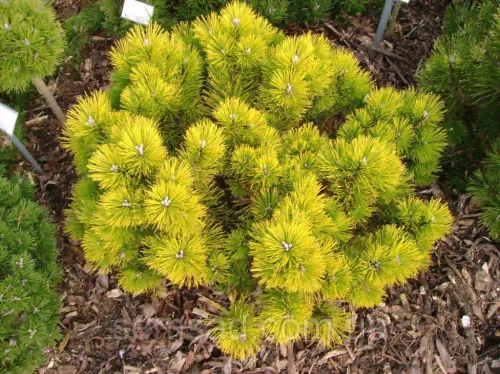 Сосна горная (Pinus mugo Mops Gold Aurea) C1,5-0