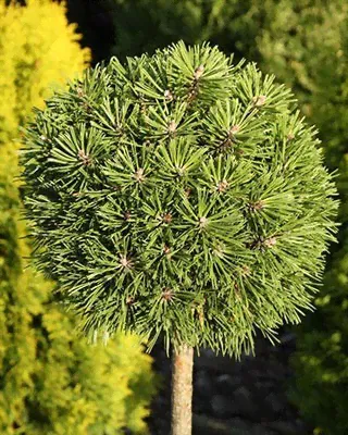 Сосна горная (Pinus mugo Benjamin Н:0,7м В:0,9м) штамб 50см С5