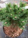 Сосна горная Бенджамин штамб 60см Pinus mugo Benjamin 15л (Н)