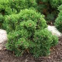 Сосна горная 'Picobello' - Pinus mugo 'Picobello'