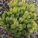 Сосна горная Pinus mugo "Schweizer Tourist" : C7,5, h=30-40>