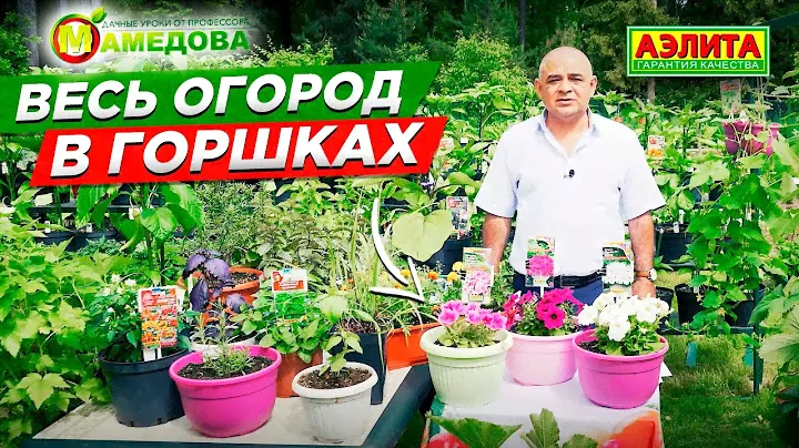 ВЕСЬ ОГОРОД В ГОРШКАХ. Контейнерные культуры