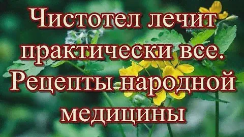 Чистотел лечит практически все -  Рецепты народной медицины