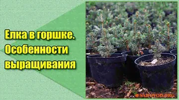 Елка в горшке. Особенности выращивания