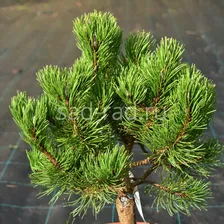 Sherwood Tourist pinus mugo (Сосна горная Шервуд Турист)