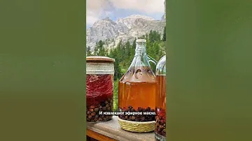 Универсальная🌲Сосна горная 🏞 Pinus mugo