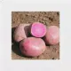 Семенной картофель для посадки Горная Роза, 2 кг