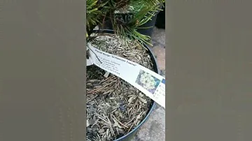 🌲Сосна Швейцер Турист | Telegram: https://t.me/love_is_hvoiny_dvorik