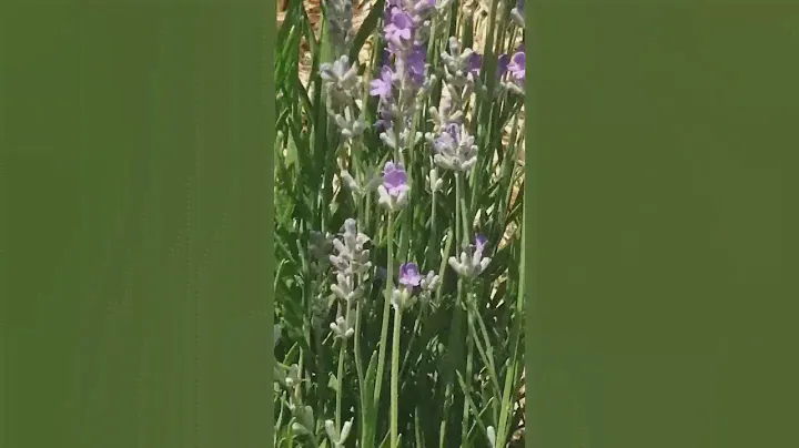 Цветет лаванда☘️🐝#природа#живая#nature #like#recommendations #цветы#video#красота #лето#лаванда#мед