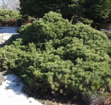 Сосна горная форма Пумилио (Pinus mugo var. pumilio)