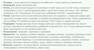 Сосна горная Литтл Голдстар