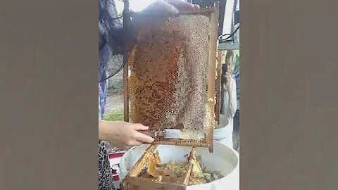 Каштановый мёд. Какой он?