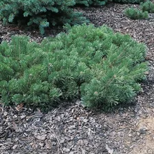 Сосна горная Краускопф (Pinus mugo Krauskopf), H25-30; C5