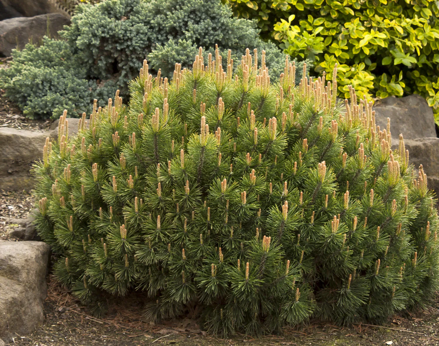 Сосна горная (Pinus mughus)