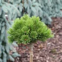 Сосна горная Литл Голдстар (Pinus mugo Little Goldstar)