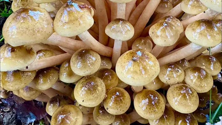 ПОЛЯНА ЧУДЕС🍂🍄‍🟫_Грибной сезон в Сочи 2024_Часть 2_Мариновка грибов 🫙🍄‍🟫