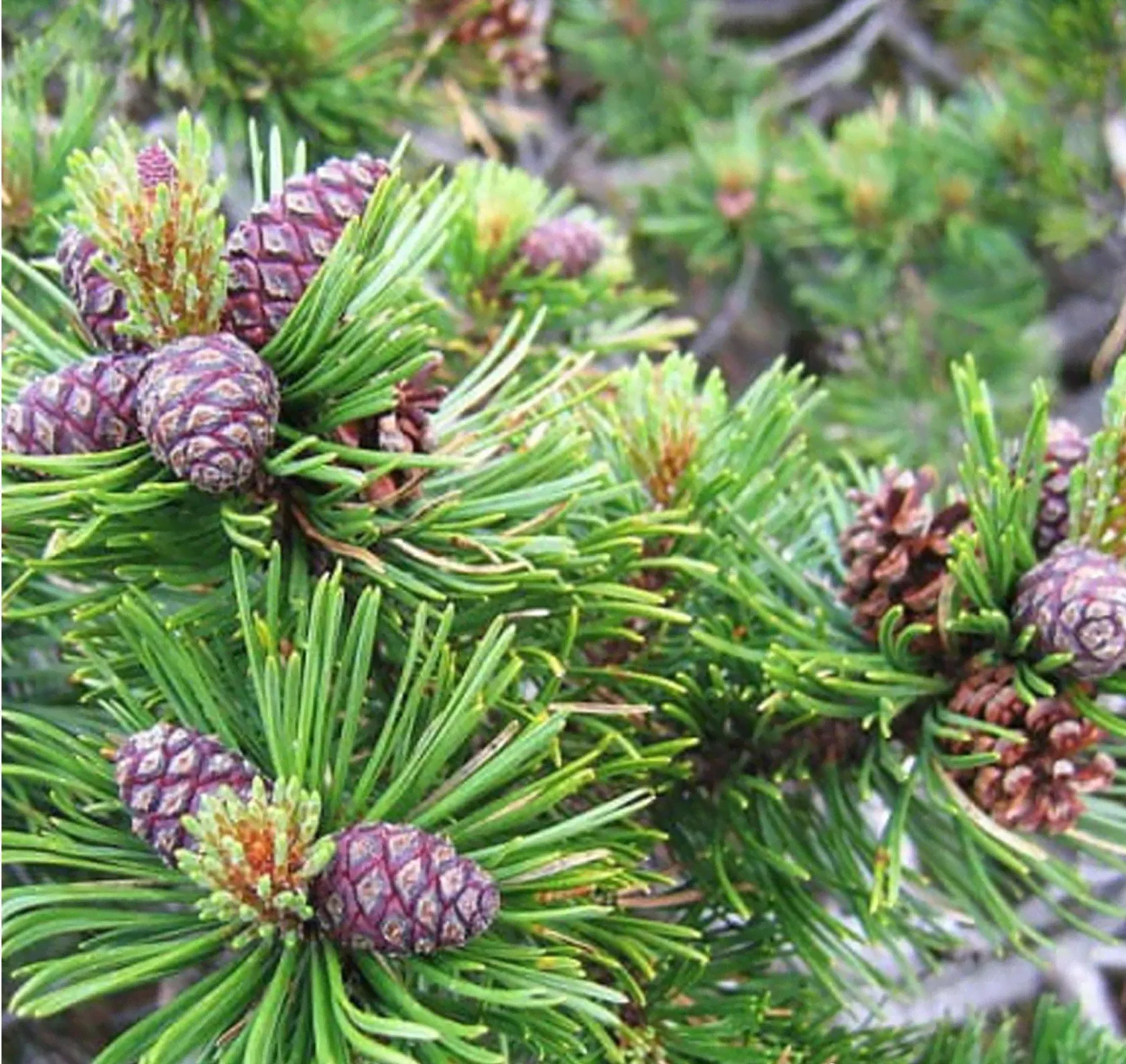 Pinus mugo pumilio (Сосна горная Пумилио) 5шт Сбор 23г-0