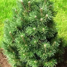 Сосна горная «Колумнарис» («Columnaris») 80-100 С35