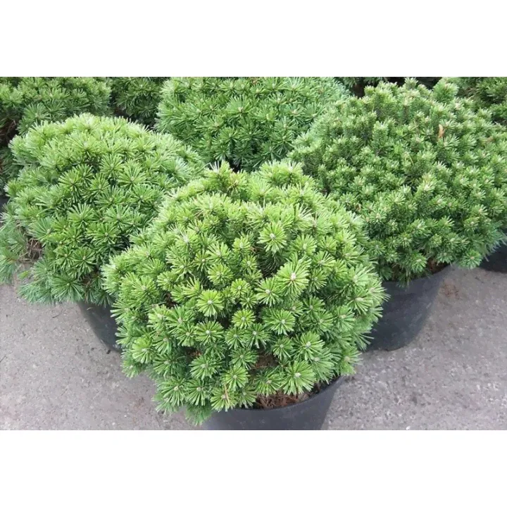 Сосна горная Бенджамин Pinus mugo "Benjamin"