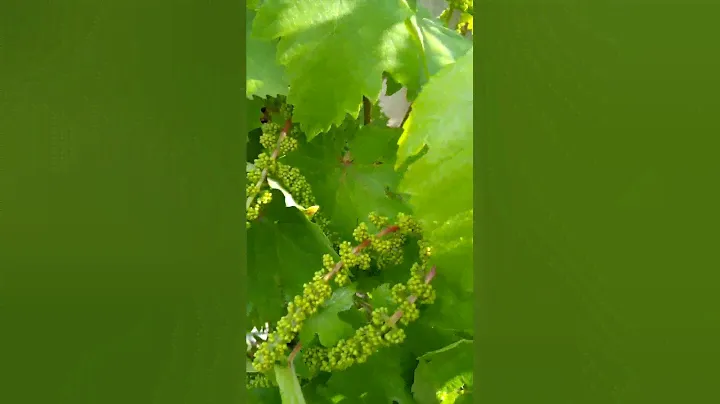 Природа после дождя, свежесть, зелено, чистый воздух!! !🌹☀️🌦
