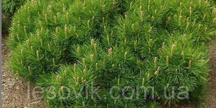 Ели, сосны натуральные - Сосна горная March (Pinus mugo March)-1