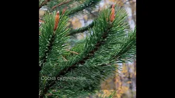 Сосна скрученная