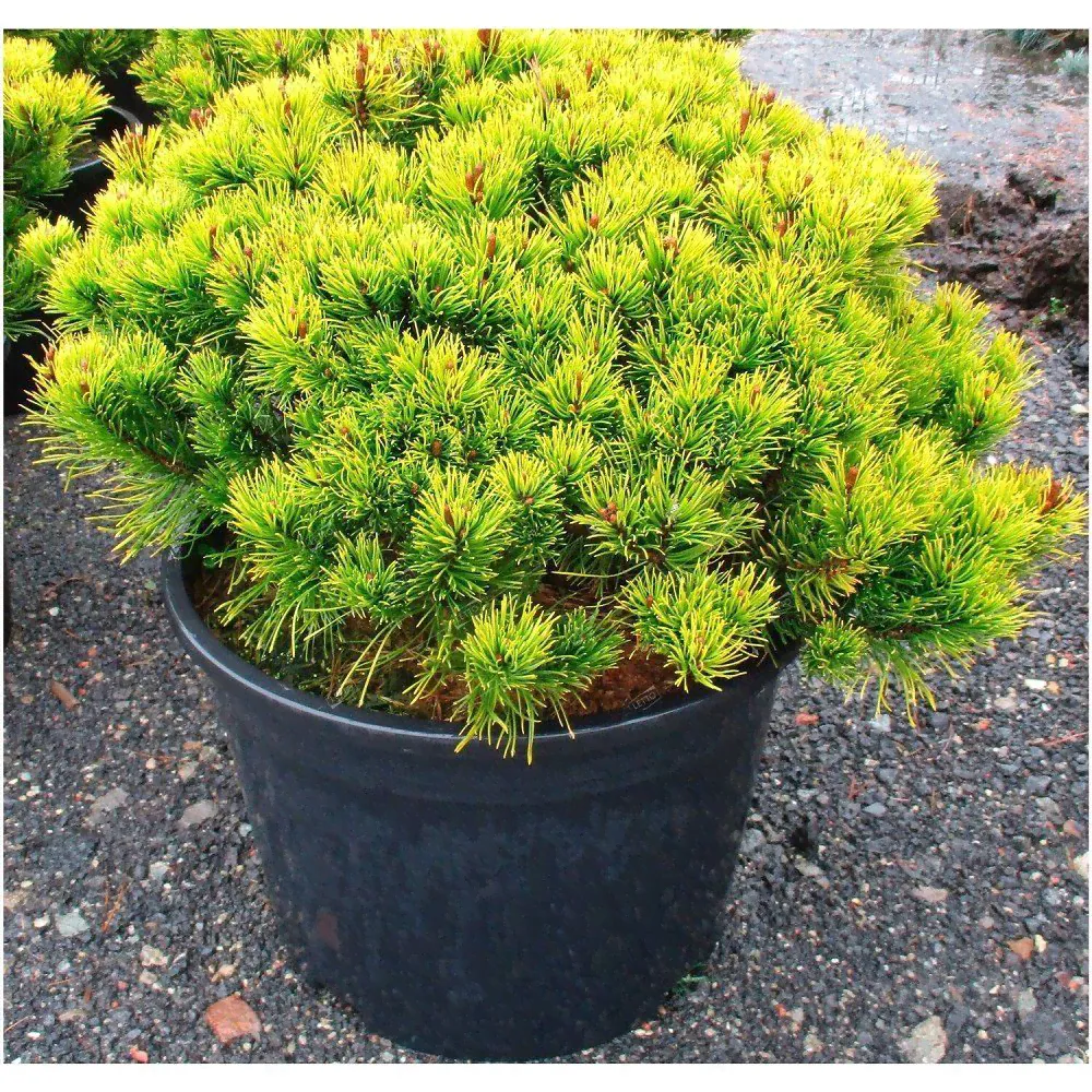Сосна горная Карстенс Винтерголд Pinus mugo Carsten's Wintergold 10л (И)-0