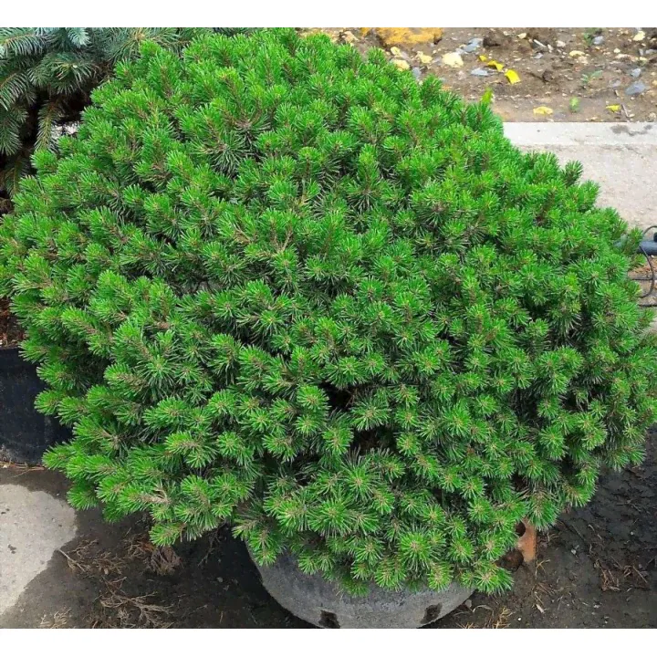 Сосна горная Мопс Pinus mugo "Mops"-0