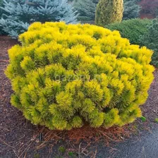 Сосна горная Pinus mugo "Carsten" : С7,5, h=20-30>