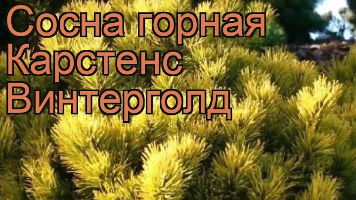 Сосна горная Карстенс Винтерголд (pinus mugo) 🌿 обзор: как сажать, саженцы сосны Карстенс Винтерголд