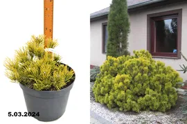 Сосна горная Карстен Винтерголд (Pinus mugo Carstens Wintergold) С10