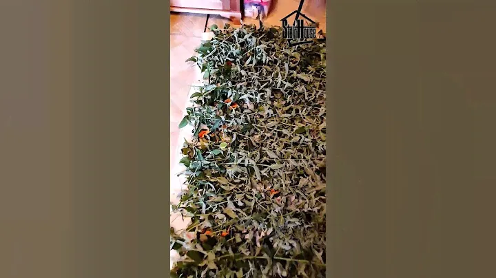 Заготовка мяты на зиму