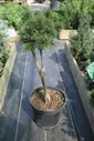 Сосна горная Винтер Голд 60-70см штамб Pinus mugo Winter Gold C7,5 (Р)