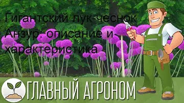 Гигантский лук-чеснок Анзур: описание и характеристика