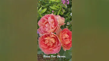Роза Пэт Остин/rose Pat Austin #розарий #садоводство #цветы #розы #roses