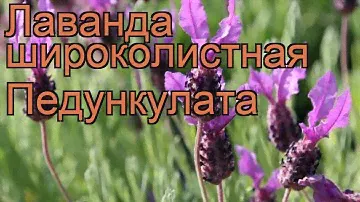 Лаванда широколистная Педункулата (lavandula) 🌿 обзор: как сажать, рассада лаванды Педункулата