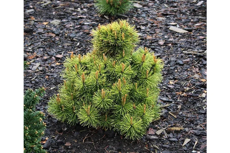 Сосна горная Винтерсонн (Pinus mugo Wintersonne) С12