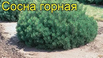 Сосна горная. Краткий обзор: Сосна горная описание характеристик, где купить саженцы pinus mugo