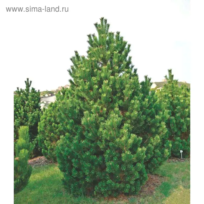 Сосна горная "Колумнарис", горшок C1,5