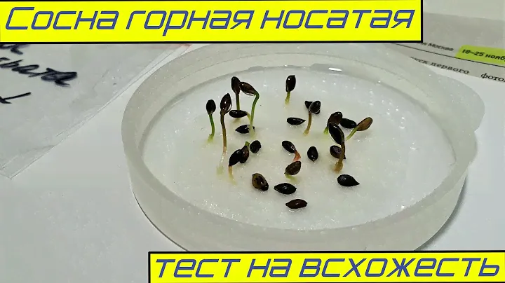 Сосна горная носатая из семян тест на всхожесть