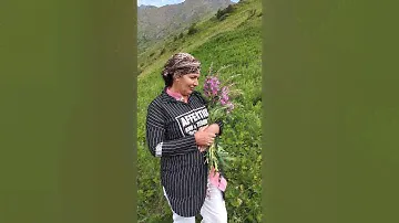 Иван чай горный