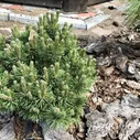 Сосна крючковатая (горная) Радка