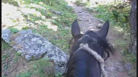 Конные походы по Алтаю