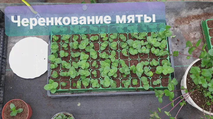 Черенкование мяты. Укореняется как сорняк. Выход 100%
